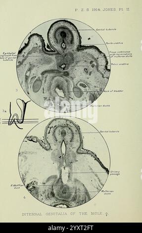 Die Illustration zeigt eine detaillierte anatomische Untersuchung der inneren Genitalien eines weiblichen Maulwurfs. Der obere Abschnitt weist markierte Strukturen auf, einschließlich des Tuberculus genitalis, der Müllerschen Kanäle und des umgebenden Gewebes, was einen Einblick in die reproduktive Anatomie bietet. Der untere Teil zeigt zusätzliche anatomische Merkmale, wie den Harnweg und die Wolffischen Kanäle, die klar abgegrenzt sind. Diese wissenschaftlich präzise Darstellung unterstreicht die Komplexität des Fortpflanzungssystems des Maulwurfs, c Stockfoto