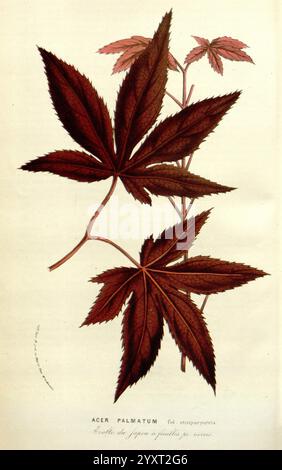 Flore des serres et des jardins de l’Europe A Gand, chez Louis van Houtte, éditeur, 1845–1880, Eine botanische Illustration, die die Blätter von Acer palmatum zeigt, allgemein bekannt als japanischer Ahorn. Die Komposition zeichnet sich durch eine markante Darstellung von tief gelappten, gezackten Blättern in satten Farbtönen aus, die ihre komplizierte Textur und elegante Form hervorheben. Zweige sind in einem naturalistischen Stil dargestellt, der die einzigartige Form und die charakteristischen Adern jedes Blattes betont, die für diese Art charakteristisch sind. Die Illustration dient dazu, die Schönheit dieser Zierbäume zu feiern, die oft für ihre vib bewundert werden Stockfoto