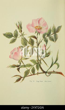 Flowers of the Field London, Society for Promotion Christian Knowledge, 1911 Grossbritannien pflanzt Botanik Blume Flowers Dogrose rosa canina, diese Illustration zeigt eine zarte Darstellung der Hunderose mit zarten rosa Blüten und üppigen grünen Blättern. Die Pflanze wird mit mehreren Knospen in verschiedenen Entwicklungsstadien präsentiert, die ihre natürliche Schönheit betonen. Die anmutigen Stiele verflechten sich und schaffen eine harmonische Komposition, die die komplizierten Details der Blütenblätter und des Laubs hervorhebt. Unter der Abbildung steht auf dem Etikett „Abb. 19 Dog Rose, die ihren Platz in einer botanischen Sammlung angibt Stockfoto