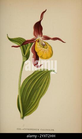 Die Flora der Alpen, London, J. C. Nimmo, 1896-1900. Alpen, Flora, Bergpflanzen, Pflanzen, Schweiz, eine wunderschön illustrierte Darstellung des Cypripedium calceolus, allgemein bekannt als die Damenschuh-Orchidee. Die leuchtende Blume hat eine einzigartige rötlich-braune und gelbe Färbung mit einer markanten, beutelartigen Struktur. Um die Blüte herum sind breite, längliche grüne Blätter mit ausgeprägter Aderung, die die Zusammensetzung verbessern. Diese Illustration zeigt die komplizierten Details und eleganten Merkmale der Orchidee und zeigt ihre natürliche Schönheit in einem botanischen Kontext. Das Etikett am b Stockfoto