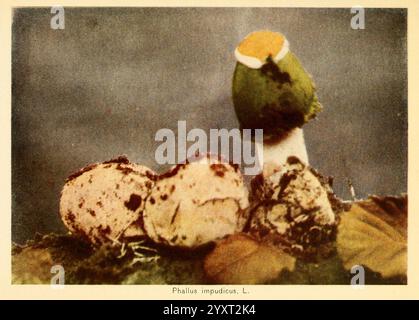 Das Pilzbuch Garden City, N.. Y, 1920 Kochpilze Pilze Pilze essbar der New York Botanical Garden Phallus impudicus, die Abbildung zeigt eine Gruppe von Phallus impudicus, allgemein bekannt als der gewöhnliche Stinkhornpilz. Die Szene zeigt einen markanten, aufrechten Pilz mit einer auffälligen, bauchigen Kappe, die teilweise von einer hellgelben Oberseite bedeckt ist. Um ihn herum befinden sich mehrere ovale, eiartige Strukturen, die die unreifen Stadien des Pilzes darstellen. Der Boden ist mit verstreuten Blättern und organischem Material strukturiert, was eine natürliche Umgebung bietet, die die einzigartigen Merkmale und Texte hervorhebt Stockfoto