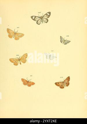 Sammlung neuer oder wenig bekannter aussereuropäischer Schmetterlinge, Bd.. 1, Regensburg, G.J. Manz, 1850/1858 [d. h. 1858-1869], Universität, ernst, Lepidoptera, Mayr, Bibliothek, Bildwerke, Harvard, Eine Sammlung von kunstvoll illustrierten Schmetterlingen, die eine Vielzahl von Arten zeigen, die jeweils mit eindeutigen Identifikationsnummern gekennzeichnet sind. Die Schmetterlinge weisen unterschiedliche Farben und Flügelmuster auf, die von leuchtenden Orangen bis hin zu dezenten monochromatischen Tönen reichen. Jedes Exemplar wird künstlerisch gerendert und hebt die zarten Texturen und Details ihrer Flügel hervor. Diese visuelle Darstellung betont die Taucher Stockfoto