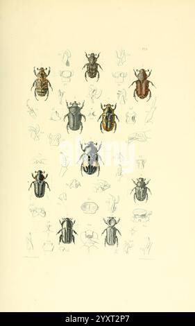 Thesaurus entomologicus Oxoniensis, Oxford, bei der Clarendon Press, 1874, Insekten, Identifizierung, Arthropoden, Entomologie, Klassifizierung, Eine Sammlung detaillierter Illustrationen, die verschiedene Käferarten in einem Gitterformat zeigen. Jeder Käfer ist detailreich dargestellt und hebt einzigartige Merkmale wie Färbung, Muster und anatomische Merkmale hervor. Um die zentralen Käfer herum gibt es zusätzliche kleinere Abbildungen, die Nahaufnahmen verschiedener Teile und Verhaltensweisen bieten und so das Verständnis ihrer Morphologie verbessern. In diesem Lehrplan wird der betont Stockfoto