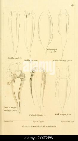 Histoire naturelle des Poissons, Paris, Chez F. G. Levrault, 1828-1849, Ichthyologie, Fische, die Illustration zeigt eine Reihe detaillierter wissenschaftlicher Zeichnungen, die verschiedene Formen und Formen von Kopffüßschnäbeln zeigen. Jeder Schnabel ist mit seinem entsprechenden Namen versehen, was die einzigartigen anatomischen Strukturen und Variationen der Arten hervorhebt. Die Illustrationen sind in einem strukturierten Format positioniert, sodass die komplizierten Merkmale wie Krümmung und Größe leicht verglichen werden können. Solche Darstellungen dienen dazu, das Verständnis der Kopffüßchenmorphologie im Kontext der Meeresbiologie zu verbessern. Stockfoto