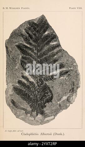 Katalog der mesozoischen Pflanzen im Department of Geology, British Museum (Natural History). London, Treuhänder der B.. M, 1894-1915. England, London, Kataloge, Mesozoik, Paläobotanik, die Abbildung zeigt einen fossilen Farn, der speziell als Cladophlebis Albertisii (Dunk.) identifiziert wurde. Die komplizierten Details der Farnwedel sind in filigranen Linien festgehalten und zeigen die schlanken Flugblätter und die Gesamtstruktur. Das Exemplar wird vor einem flachen Hintergrund positioniert, was die detaillierten Eindrücke des fossilen Materials unterstreicht. Begleitmaterial zu den Illustraten Stockfoto