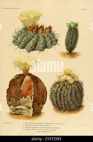 The Cactaceae, Washington, Carnegie Institution of Washington, 1919-1923, cactaceae, Klassifikation, Bildwerke, Mary Emily Eaton, Mary Emily Eaton, Mary Eaton, Frauen in Wissenschaft, NYBG-Tagging, Malacocarpus mammulosus, Mammillaria pectinifera, Astrophytum myriostigma, Malacocarpus islayensis, diese Abbildung zeigt eine Vielzahl von Kakteen, die jeweils mit einer Nummer zur Identifizierung gekennzeichnet sind. 1. Der erste Kaktus hat eine leuchtende Krone aus gelben Blüten auf einem runden, stacheligen Körper, typisch für die Gattung Melocactus. 2. Die zweite zeigt die blühende Pflanze des Hylocereus, bekannt für ihre auffällige b Stockfoto