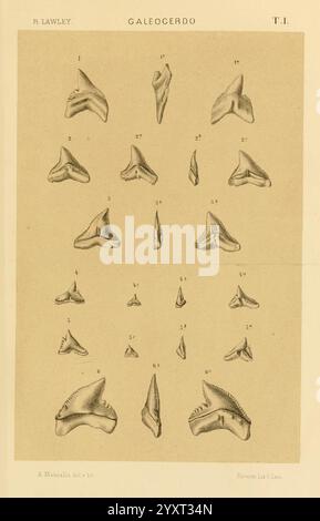 Studi comparativi sui pesci fossili coi viventi dei generi Carcharodon, Oxyrhina e Galeocerdo, Pisa, T. Nistri, 1881 Shark Carcharodon Galeocerdo fossile Fische fossile Haie fossile Geschichten, Eine detaillierte Illustration mit verschiedenen Arten von Haizähnen, gekennzeichnet mit Zahlen zur Identifizierung. Die Anordnung umfasst mehrere Exemplare, die jeweils unterschiedliche Formen und Größen aufweisen, die für verschiedene Arten innerhalb der Gattung Galeocerdo charakteristisch sind. Das Design stellt einen wissenschaftlichen Klassifizierungsansatz dar, der die anatomische Vielfalt der Haizähne betont. Der Titel und der Name des Künstlers sind notiert Stockfoto