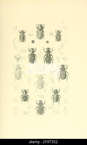 Thesaurus entomologicus Oxoniensis, Oxford, bei der Clarendon Presse, 1874. Insekten, Identifizierung, Arthropoden, Entomologie, Klassifizierung, Arthropod. zeigt eine Reihe entomologischer Zeichnungen mit einer Vielzahl von Käferarten. Jeder Käfer wird aus verschiedenen Blickpunkten dargestellt, einschließlich der oberen und seitlichen Profile, wodurch die charakteristischen anatomischen Merkmale wie die Form des Elytrums, der Antennen und der Beine hervorgehoben werden. Um die zentralen Bilder herum befinden sich detaillierte Skizzen verschiedener Körperteile, Etiketten, die auf Taxonomie hinweisen, und Beschreibungen, die die Vielfalt dieser Insekten veranschaulichen. Th Stockfoto