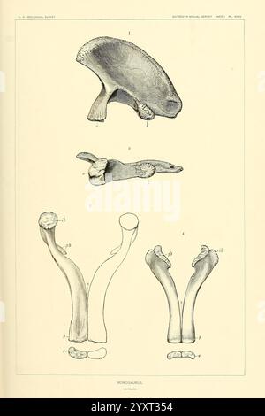 Die Dinosaurier von Nordamerika, Washington, Govt. Druck, 1896, Dinosaurier, eine Illustration, die verschiedene anatomische Strukturen der Gattung Microcaiurus zeigt. Der obere Abschnitt zeigt eine detaillierte Zeichnung einer Pilzkappe und eines Pilzstiels. Im Folgenden werden zwei unterschiedliche Formen des Organismus vorgestellt, die die morphologische Variabilität hervorheben, wobei markierte Teile spezifische anatomische Merkmale anzeigen. Dieses Diagramm dient als lehrreiche Referenz zum Verständnis der Biologie und Klassifizierung von Mikrocaiurus-Arten. Stockfoto