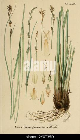 Supplemente zu Schkuhr's Riedgräsern (Carices), Leipzig, E. Fleischer, 1840-50, Carex, Cyperaceae, Eine botanische Illustration mit verschiedenen Teilen der Carex böeninghauseniana Pflanze. Die Komposition enthält detaillierte Darstellungen der hohen, schlanken Stiele der Pflanze neben ihren charakteristischen Blättern. Die Abbildung zeigt verschiedene Stufen der Blütenspitzen, einschließlich einzelner Blüten und ihrer Anordnung. Blattstrukturen und Samenköpfe werden sorgfältig gerendert und zeigen die komplizierten Details der Morphologie der Pflanze. Unten ist das Wurzelsystem dargestellt, das sein n betont Stockfoto