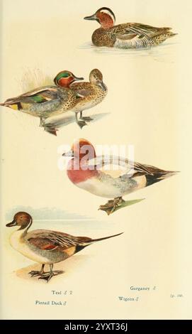 Britische Vögel in ihren Haunen. London, Dutton [1922], Großbritannien, Birds, Anas penelope, Eurasian Wigeon, Anas crecca, Northern Pintail, Anas acuta, Common Teal, Garganey, Spatula querquedula, Eine detaillierte Illustration, die vier verschiedene Entenarten zeigt, die jeweils im Profil dargestellt sind. In der oberen Reihe befindet sich ein Teal, das sich durch sein leuchtendes Gefieder auszeichnet, sowie ein Paar elegant gestalteter Pintail-Enten, die für ihre langen Hälse und schlanken Schwänze bekannt sind. Unten ist ein Garganey sichtbar, erkennbar an seinen markanten Mustern und Farben. Die letzte Ente ist eine Wigeon, die für ihre bekannt ist Stockfoto