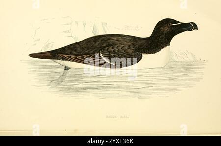 Eine Geschichte von British Birds London Groombridge and Sons 1863-1866? Großbritannien Birds Alcatraz, Eine Darstellung des Razor-schnabelten Auk, gekennzeichnet durch sein markantes schwarz-weißes Gefieder. Der Vogel schwimmt auf dem Wasser, mit seinem schlanken Körper und seinem scharfen Schnabel. Der Hintergrund deutet auf die Klippen der Küste hin und betont den natürlichen Lebensraum. Der Kontrast zwischen dem Gefieder und dem Wasser unterstreicht die einzigartigen Merkmale dieses Seevögels, bekannt für seine Tauchen- und Futterfähigkeiten. Die detaillierte Illustration zeigt das Wesen des Razor-schnabelten Auk in einer ruhigen aquatischen Umgebung Stockfoto