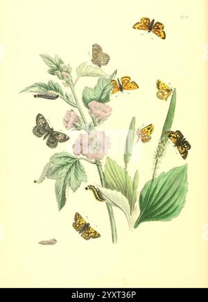 Britische Schmetterlinge und ihre Verwandlung, London, William Smith, 1841, Großbritannien, Schmetterlinge, Schmetterlinge, Identifizierung, Klassifizierung, Bildwerke, eine komplexe botanische Illustration zeigt eine blühende Pflanze mit zarten rosa Blüten und üppig grünen Blättern, umgeben von einer lebendigen Auswahl an Schmetterlingen. Verschiedene Schmetterlingsarten, die in Gelb-, Orange- und Brauntönen flattern, wirken anmutig mit dem Laub. Die detaillierte Darstellung zeigt die Schönheit der Natur und hebt die zarten Merkmale der Schmetterlinge und die komplizierten Details der Pflanze hervor Stockfoto