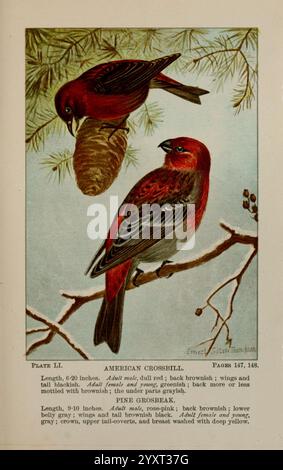 Bird-Life, A Guide to the Study of Our Common Birds New York, Appleton, 1900, Birds, Pictorial Works, Vereinigte Staaten, Amerikanisch, Museum, Natur, Geschichte, Kreuzschnabel, Grosbeak, diese Abbildung zeigt zwei amerikanische Kreuzschnabel, die auf einem Zweig sitzen und ihr unverwechselbares Gefieder zeigen. Der männliche, mit leuchtenden Rottönen auf Kopf, Flügeln und Rücken geschmückt, steht in wunderschönem Kontrast zu den satten Braun- und Grautönen des Weibchens neben ihm. Beide Vögel werden vor dem Hintergrund von Kiefernnadeln dargestellt, was ihren natürlichen Lebensraum unterstreicht. Darunter wird in einem beschreibenden Text ihre physikalischen Eigenschaften hervorgehoben Stockfoto