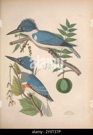 Illustrationen der amerikanischen Ornithologie von Alexander Wilson und Charles Lucian Bonaparte, Edinburgh, Frazer & Co, 1835, Birds, Vereinigte Staaten, Nordamerika, Bildwerke. die Abbildung zeigt zwei detailreiche Königsfischer auf Zweigen, die mit Blättern und kleinen Früchten geschmückt sind. Die Vögel zeigen ein markantes Gefieder mit Blautönen und Anklängen von Orange, die ihre einzigartigen Merkmale betonen, wie ihre langen Schnäbel und markanten Wappen. Das Laub, das sie umgibt, ist aufwendig gerendert, hebt verschiedene Grüntöne hervor und fügt der Szene einen natürlichen Kontext hinzu. Eine Kleie Stockfoto