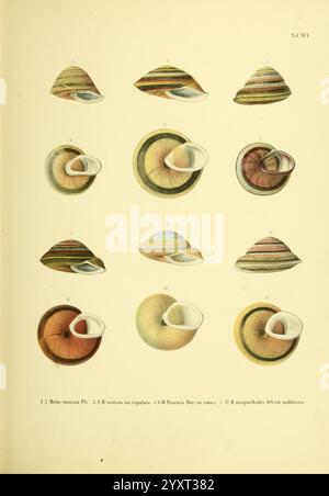 Novitates conchologicae, Cassel, T. Fischer, 1854-79, Weichtiere, die Illustration zeigt eine Reihe aufwendig gestalteter Muscheln, die ihre unterschiedlichen Formen und Farbmuster zeigen. Jede Schale ist mit einer entsprechenden Nummer versehen, um die Identifizierung zu erleichtern. Die Muster reichen von gestreiften und spiralförmigen Designs bis hin zu glatteren, gleichmäßigeren Erscheinungsbildern. Die Variationen heben die einzigartigen Eigenschaften jeder Schale hervor und betonen ihre natürliche Schönheit und die Komplexität der Meereslebewesen. Diese künstlerische Interpretation dient sowohl als wissenschaftliche Studie als auch als ästhetische Wertschätzung Stockfoto