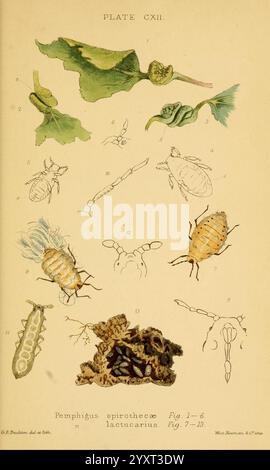 Monografie der britischen Blattläuse London, 1876-83, Blattläuse, Großbritannien, hemiptera, Insekten, diese Abbildung bietet eine detaillierte Untersuchung verschiedener Lebensstadien und Formen der Pomphigus spirothecae und Pomphigus lactucarius, zwei Blattläuse-Arten. Der obere Abschnitt zeigt verschiedene Arten von Blättern, die auf ihren natürlichen Lebensraum hinweisen. Unten sind mehrere beschriftete Figuren zu sehen, die die verschiedenen Entwicklungsstadien der Blattläuse zeigen, einschließlich Eier, Nymphen und Erwachsene. Jede Figur ist akribisch mit klaren anatomischen Merkmalen gezeichnet, die die Besonderheiten dieser Insekten veranschaulichen. Th Stockfoto