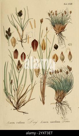 Supplemente zu Schkuhr's Riedgräsern (Carices), Leipzig, E. Fleischer, 1840-50, Carex, Cyperaceae, Eine detaillierte botanische Illustration, die verschiedene Arten der Gattung Carex zeigt. Das Arrangement zeigt Carex rufina und Carex Nardina mit unterschiedlichen Darstellungen ihrer blühenden Spitzen, Blätter und Wurzelstrukturen. Jede Probe ist als Referenz mit entsprechenden Nummern gekennzeichnet. Die Illustration zeigt die komplizierten Details der Pflanzen und betont die einzigartigen Merkmale ihrer Morphologie, wie die Form der Blätter, die Struktur der Blüten und die Anordnung des Zimmers Stockfoto