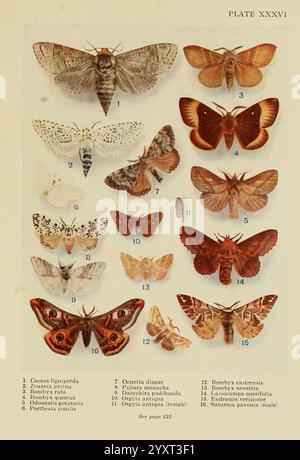 Insecte Life, London, A. & C. Black, Ltd, 1921, Arthropoda, Entomologie, Laborhandbücher, Arthropoden, diese Illustration zeigt eine vielfältige Sammlung von Mottenarten, jede sorgfältig zur Identifizierung gekennzeichnet. Das Arrangement besteht aus einer Vielzahl von Farben und Mustern, die die einzigartigen Eigenschaften jeder Motte demonstrieren. Neben jedem Exemplar befindet sich eine Nummer, die im Begleittext auf seine Referenz hinweist. Bemerkenswerte Exemplare sind die markanten Flügel der Bombyx-Kastrensis und die aufwändig gemusterten Strukturen der anderen vorgestellten Falter. Das Layout hebt das reiche Biodiv hervor Stockfoto