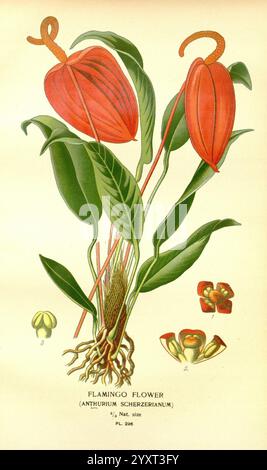 Favorite Flowers Garden Greenhouse London New York Frederick Warne & Co. 1896-97 Frankreich 19. Jahrhundert Icons Floriculture Chromolithography Plants Ornamental, Eine detaillierte Illustration zeigt die Flamingo Flower (Anthurium scherzerianum), die ihre leuchtenden, herzförmigen roten Blüten elegant über sattgrünen Blättern thront. Die markante florale Struktur wird durch die einzigartige Spadix ergänzt, die mit ihrer geschwungenen Form einen Hauch von Laune verleiht. Neben den markant dargestellten Blüten weisen kleinere Blüten auf die Vielseitigkeit der Pflanze hin, wobei dezente Farben den gesamten botanischen Charakter unterstreichen Stockfoto