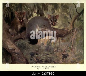 Die wilden Tiere der Welt, London, [1909?] Zoologie, Tierverhalten Phalanger, Trichosurus vulpecula, Ein Paar entzückender Beuteltiere, bekannt als Vulpin-Phalangers, wird in Laub dargestellt. Einer der Phalanger steht auf einem Ast und zeigt seinen runden Körper und seine großen Augen, während der andere sich dicht neben ihm zusammendreht. Ihr Fell wirkt weich und strukturiert und fügt sich wunderbar in das umliegende Grün ein. Die lebendigen Grüntöne und die dezenten Erdtöne bilden eine harmonische Kulisse und betonen den natürlichen Lebensraum dieser bezaubernden Kreaturen. Die Szene fängt einen ruhigen Moment in der Natur ein Stockfoto