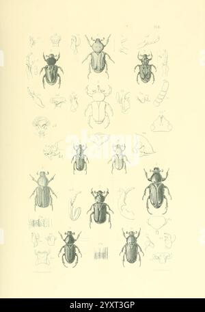 Thesaurus entomologicus Oxoniensis, Oxford, bei der Clarendon Press, 1874, Insekten, Identifizierung, Arthropoda, Entomologie, Klassifizierung, Arthropoden, die Illustration zeigt eine Sammlung detaillierter Bilder verschiedener Käferarten, die in einem Gitterformat angeordnet sind. Jeder Käfer wird aus verschiedenen Winkeln dargestellt und zeigt seine einzigartigen physikalischen Eigenschaften wie Form, Größe und Antennenstruktur. Um die zentralen Käfer herum sind ergänzende Skizzen angebracht, die spezifische anatomische Merkmale hervorheben, darunter Flügel, Beine und andere Körperteile, die bei der Identifizierung und Klassifizierung hilfreich sind. Das o Stockfoto