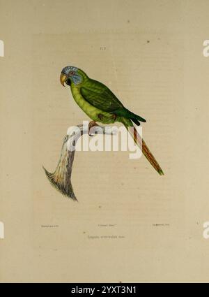 Iconographie des perroquets, Paris, P. Bertrand, 1857, Bird, Vögel, Papageien, Papageien, Bildwerke, beliebte Werke, Primolius couloni, Blaukopfara, Ein lebhafter grüner Papagei, Der auf einem strukturierten Zweig thront und sein markantes Gefieder zeigt. Der Vogel hat ein markantes blaues Fleck auf der Stirn und einen langen Schwanz mit einem subtilen Farbverlauf. Sein Schnabel ist robust, was auf seine pflanzenfressende Ernährung hinweist, und sein aufmerksamer Blick deutet auf Neugier und Wachheit hin. Der Hintergrund ist sanft neutral, was die lebhafte Färbung und Form des Papageiens unterstreicht. Diese Art, bekannt für ihre Intelligenz und so Stockfoto