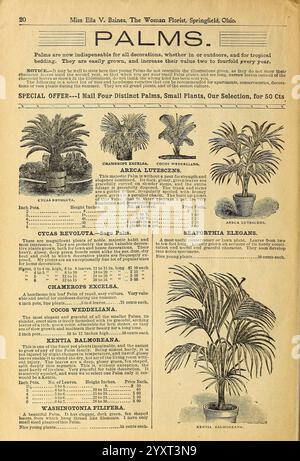 Verschönern Sie Ihre Häuser, Springfield, Ohio, Baines, [1918], Blumen, Rosen, Samen, Kataloge, Zierpflanzen, Blumenpflanzen, Handelskataloge, Saatgutindustrie und -Handel, Gartengeschichten, in Bloom, eine Werbung aus einem Floristikkatalog mit einer Vielzahl von Palmenpflanzen, die ihre Bedeutung für die Innen- und Außendekoration unterstreicht. Das Layout enthält die Namen und Beschreibungen mehrerer Palmenarten wie „Cycad revoluta“, „Areca lutescens“ und „Kentia Balmoreana“. Jeder Eintrag enthält Angaben zu den Eigenschaften der Palmen, einschließlich ihrer idealen Anbaubedingungen und ihres ornamentalen Werts. A spe Stockfoto