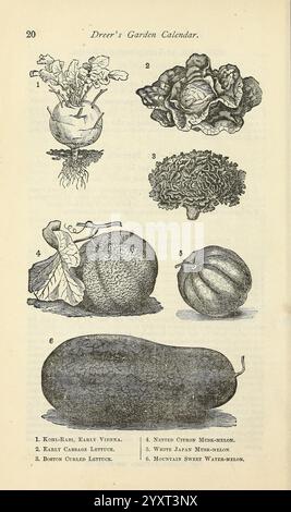 Dreers Gartenkalender, Philadelphia, Pa, Henry A. Dreer, 1884, Blumen, Gemüse, Obst, Gartenarbeit, Samen, Wassermelone, Kopfsalat, Kataloge, Muskmelone, Kohlrabi, Gärtnerei, Henry A. Dreer Firma, Garden Stories, in Bloom, Internet-Ressource, Eine Sammlung detaillierter botanischer Illustrationen, die verschiedene Gemüse und Melonen zeigen. Die Vereinbarung umfasst Stockfoto