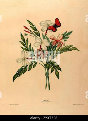 Études de Fleurs et de Fruits, Paris, Chez Bance aîné, MD d'Etampes, [1820?]. ein wunderschön illustrierter Blumenstrauß aus Jasmin mit zarten weißen und rosa Blüten. Zwischen den Blumen thront ein auffälliger roter Schmetterling anmutig, dessen leuchtende Farbe sich mit den sanften Tönen der Blütenblätter abhebt. Üppig grüne Blätter umgeben das Arrangement und verleihen der Komposition einen Reichtum. Unter der Abbildung ist das Wort „Jasmín“ elegant geschrieben, was auf das Thema der botanischen Studie hinweist. Stockfoto