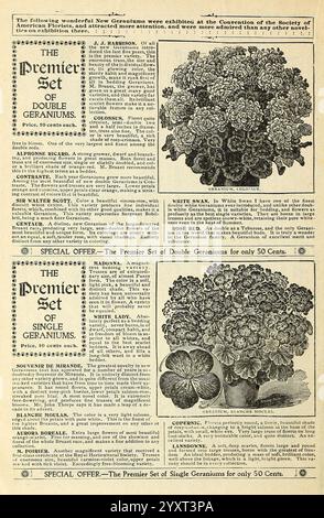 Die besten Häuser in Amerika Pflanzen meine Blumen, warum nicht Sie? 1899, Blumen, Samen, Kataloge, Zierpflanzen, Blumenzwiebeln Pflanzen, Handelskataloge, Saatgutindustrie und -Handel, Gartengeschichten, auf der Seite wird eine Sammlung von Geranien gezeigt, die das „Premier Set“ der Doppel- und Einzelsorten hervorhebt. Jeder Eintrag enthält komplizierte Illustrationen der Pflanzen, begleitet von beschreibenden Namen wie „Madonna“ und „Weißer Schwan“. Das Layout enthält Preisangaben, mit einem Sonderangebot, das besagt, dass die Sets für 50 Cent erhältlich sind. Der Text betont die App Stockfoto