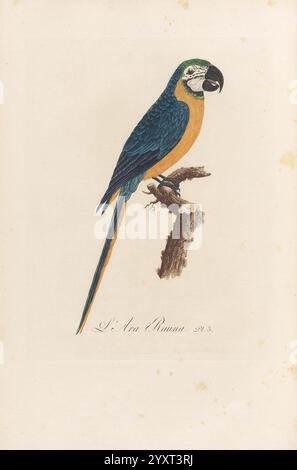 Histoire naturelle des perroquets, A Paris, chez Levrault, an IX (1801)-an XIII (1805), Eine wunderschön illustrierte Darstellung eines Papageiens mit auffälligem blauem und gelbem Gefieder mit komplizierten Details in den Federn. Der Vogel thront anmutig auf einem Zweig und zeigt seinen unverwechselbaren geschwungenen Schnabel und seine lebendige Farbe. Diese Komposition unterstreicht die Eleganz des Papageiens, während der naturalistische Stil eine Verbindung zu seinem Lebensraum suggeriert. Der Hintergrund bleibt minimal, so dass der Papagei der Mittelpunkt des Kunstwerks ist und die Schönheit des Vogellebens mit einem starken Schwerpunkt auf an einfängt Stockfoto