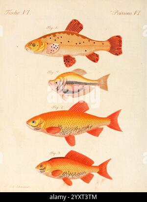 Porte-feuille Instruktif et amusant pour la jeunesse, à Vienne, Chez Antoine Pichler, 1807, Naturgeschichte, juvenile Works, Woods Hole, Eine wunderschön illustrierte Karte mit einer Auswahl von Fischen, beschriftet mit Figuren. Der oberste Fisch zeigt ein markantes gesprenkeltes Muster, während die zweite Figur einen lebendigen, stromlinienförmigen Körper mit horizontalen Streifen zeigt. Der dritte Fisch zeichnet sich durch eine robuste, abgerundete Form aus, die mit einem satten, orangen Farbton verziert ist. Die niedrigste Figur zeigt eine ähnlich abgerundete Form, weist jedoch eine andere Färbung auf, die den Betrachter mit ihrem lebendigen Aussehen anspricht. Jeder Fisch Stockfoto