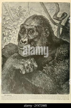 Brehm's Life of Animals, Band 1, Mammalia, Chicago, Marquis, 1895, Gorilla, Säugetiere, westlicher Gorilla, Tierverhalten Gorilla, ein nachdenklicher Gorilla legt sein Kinn auf seine überkreuzten Arme und blickt den Betrachter aufmerksam an. Die Details, darunter die Textur des Fells und die Konturen des Gesichts, werden hervorgehoben und zeigen die ausdrucksstarken Augen und den kräftigen Kiefer des Tieres. Der Hintergrund ist mit Laub gefüllt, was auf den natürlichen Lebensraum des Gorillas hindeutet, während die Gesamtzusammensetzung die Intelligenz und das ruhige Verhalten des Tieres betont. Der begleitende Text identifiziert das Thema als Gor Stockfoto