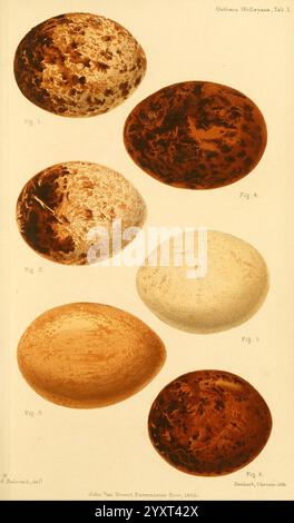 Ootheca Wolleyana London, verkauft von R. H. Porter, 1864–1907. Vögel Eier Neophron percnopterus, die Abbildung zeigt sechs verschiedene Eiproben der Art Coturnix volgaensis. Jedes Ei zeigt unterschiedliche Muster und Farben, was die Vielfalt dieser Art verdeutlicht. Das erste Ei zeichnet sich durch dunkle Flecken auf hellem Hintergrund aus. Die zweite zeigt einen helleren, einheitlicheren Ton mit subtilen Variationen. Die dritte ist deutlich mit dunklen Flecken gekennzeichnet. Das vierte Ei weist eine glatte, cremige Oberfläche auf, während das fünfte ein meliertes Aussehen mit einem Farbverlauf aufweist Stockfoto