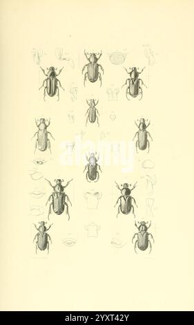 Thesaurus Entomologicus Oxoniensis, Oxford, bei der Clarendon Press, 1874 Insekten, Identifizierung, Arthropoda, Entomologie, Klassifizierung, Arthropod, das Arrangement bietet eine Sammlung von detailreich gestalteten Abbildungen von Käfern, die verschiedene Ansichten und anatomische Teile zeigen. Jede Probe ist mit spezifischen Markierungen gekennzeichnet, die unterschiedliche Merkmale wie Beine, Antennen und Körpersegmente kennzeichnen. Das Layout stellt einen systematischen Ansatz für die Untersuchung dieser Insekten dar, wobei die Vielfalt in Form und Struktur hervorgehoben wird. Um jeden Käfer herum befinden sich ergänzende Illustrationen, die ablesen Stockfoto