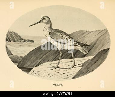 Gefiedert, Wild, of, Northeast, New York, T. Y, Crowell, &, Co, 1907, willet, Tringa, Semipalmata, Game und Wild, Birds, Eine willet, die sich durch ihre langen Beine und ihren schlanken Körper auszeichnet, steht anmutig auf einer felsigen Küste. Zu den charakteristischen Merkmalen gehören ein spitzer Schnabel und ein gesprenkeltes Gefieder, das sich mit der natürlichen Umgebung harmoniert. Der Hintergrund zeigt eine Küstenszene mit sanften Wellen und strukturierten Felsen, die eine ruhige Kulisse für diesen eleganten Küstenvogel bieten. Der willet scheint wachsam und wachsam zu sein und verkörpert die Ruhe seines Lebensraums. Stockfoto