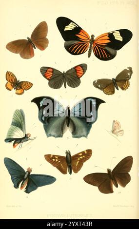 Proceedings of the Zoological Society of London, London, Academic Press Periodicals, Zoologie, Insekten, Schmetterlinge, Eine Sammlung akribisch illustrierter Schmetterlinge, die eine Vielzahl von Arten aus Peru zeigen. Das Kunstwerk hebt ihre lebendigen Farben und komplizierten Muster hervor, mit bemerkenswerten Arten wie dem Morpho-Schmetterling mit seinen markanten blauen Flügeln und dem elegant gemusterten Heliconius. Jeder Schmetterling ist nummeriert und beschriftet, was sowohl die wissenschaftliche als auch die ästhetische Wertschätzung dieser empfindlichen Insekten ermöglicht. Die Vielfalt in Größe, Form und Farbe unterstreicht die Schönheit und Vielfalt Stockfoto