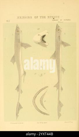 Naturgeschichte von Victoria. Dezember 6-10 Melbourne, J. Ferres, Regierungsdrucker, 1885-90, Australien, Victoria, Zoology, Mustelus antarcticus, Mustelus antarcticus, australischer Smoothhound, Hobson's Bay, Australien, Fishes, Wood's Hole, Eine detaillierte Illustration, die verschiedene Exemplare im Zusammenhang mit der Zoologie einer bestimmten Art zeigt und wahrscheinlich Merkmale dokumentiert, die für wissenschaftliche Studien von Bedeutung sind. Oben zeigen die beschrifteten Abbildungen die Anatomie eines Hais, wobei bestimmte Aspekte zur besseren Klarheit hervorgehoben werden. Darunter sind weitere Strukturen dargestellt, die möglicherweise Teile des Hais darstellen Stockfoto