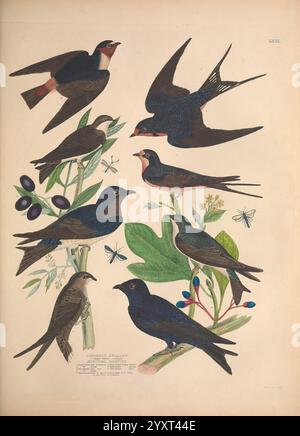 Illustrationen der amerikanischen Ornithologie von Alexander Wilson und Charles Lucien Bonaparte, Edinburgh, Frazer & Co, 1835, Birds, USA, Nordamerika, Bilderwerke, Eine Sammlung wunderschön illustrierter Vögel, die verschiedene Arten von Schwalben und martinen zeigen. Die Komposition besteht aus acht verschiedenen Vögeln, die jeweils sorgfältig auf ihre einzigartigen Eigenschaften zugeschnitten sind. Sie sind auf Zweigen mit Blättern und zarten Blüten dargestellt, während kleine Schmetterlinge im Hintergrund flattern und zu einer lebendigen natürlichen Umgebung beitragen. Die Farbpalette enthält Rich b Stockfoto