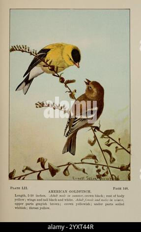 Vogelwelt, ein Leitfaden zur Untersuchung unserer gewöhnlichen Vögel New York, Appleton, 1900. Vögel, malerische Werke, usa, amerikanisch, Museum, Natur, Geschichte, Goldfinke, carduelis tristis, eine Illustration zeigt zwei amerikanische Goldfinken, die auf einem zarten Zweig thronen. Das Männchen mit leuchtendem gelbem Gefieder und markanten schwarzen Flügeln zeigt seine auffällige Färbung, während das Weibchen, das in gedämpftem Braun mit gelben Anklängen verziert ist, die Szene ergänzt. Die detaillierte Darstellung hebt ihre Merkmale hervor, einschließlich des Gelbkrons des Mannes und der sanfteren Töne des Weibchens. Der Hintergrund ist subtil vorhanden Stockfoto