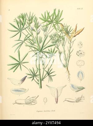 Icones florae Germanicae, Helveticae, Pedemontanae, Tirolensis, Istriacae, Dalmaticae, Austriacae, Hungaricae, Transylvanicae, Moravicae, Borussicae, Holsaticae, Belgicae, Hollandicae, Mediae Europae, Lipsiae, F. Hofmeister, 1834-1912, Band 1, 1850, Europa, Pictorial Works, Plants, Eine detaillierte botanische Illustration, die die Pflanze Lupinus latifolius, allgemein bekannt als Laubblättrige Lupine, zeigt. Die Zusammensetzung zeigt die Struktur der Pflanze mit ihren charakteristischen Palmatblättern sowie ihren charakteristischen Blüteformen und -Stufen. Um die Hauptdarstellungen der Pflanze herum sind Skizzen von Einzelpflanzen beschriftet Stockfoto