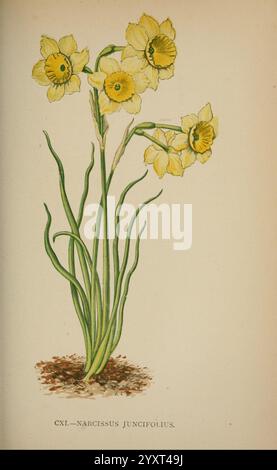 Die Flora der Alpen, London, J. C. Nimmo, 1896-1900, Alps, Blumen, Bergpflanzen, Pflanzen, Schweiz, diese Darstellung zeigt eine Gruppe von leuchtenden gelben Narzissen, auch bekannt als Narcissus juncifolius. Die Blüten zeigen ihre auffälligen trompetenförmigen Blüten, die jeweils mit einer zentralen Corona verziert sind, die von zarten Blütenblättern umgeben ist. Sie stehen hoch auf schmalen grünen Stielen, die sich anmutig aus einem bescheidenen Erdhügel erheben. Die üppig grünen Blätter bilden einen eleganten Bogen, der die natürliche Schönheit und den Charme der Szene insgesamt unterstreicht und die frische und lebendige Essenz der Frühlingsflora unterstreicht. Stockfoto