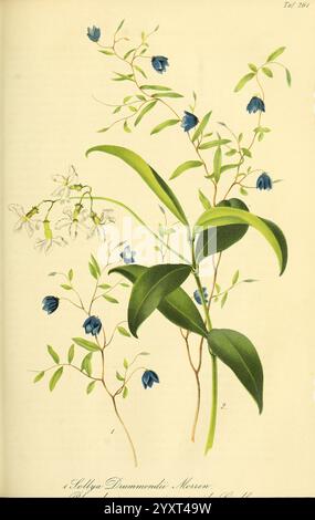 Gartenflora Erlangen F. Enke 1852-1940 Botanik Gartenarbeit Deutschland Zeitschriften Pflanzen Zierpflanzen, Eine botanische Illustration, die die zarte Schönheit von Sollya drummondii, auch bekannt als Blauschellenkriegel, zeigt. Die Komposition besteht aus schlanken grünen Stielen, die mit leuchtend blauen, glockenförmigen Blüten verziert sind, ergänzt durch kleine weiße Blüten. Üppige, längliche Blätter umrahmen die Blüten anmutig und tragen zur Eleganz der Pflanze bei. Die komplizierten Details erfassen die einzigartigen Eigenschaften dieser Art und unterstreichen ihren dekorativen Reiz und natürlichen Charme. Stockfoto