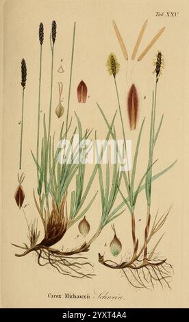 Supplemente zu Schkuhr's Riedgräsern (Carices), Leipzig, E. Fleischer, 1840-50, Carex, Cyperaceae, die Illustration zeigt die detaillierte botanische Darstellung von Carex michauxii, allgemein bekannt als Michaux-Segge. Sie zeigt die charakteristischen Merkmale der Pflanze, darunter schlanke Stiele, längliche Blätter und verschiedene Fortpflanzungsstrukturen wie Blütenstände. Die Zeichnung hebt verschiedene Teile der Anlage hervor, die mit Buchstaben gekennzeichnet sind, um eine klare Referenz zur Identifizierung zu geben. Die Wurzeln sind ebenfalls illustriert und zeigen die Wachstumsgewohnheiten der Pflanze in ihrem natürlichen Lebensraum. Diese Darstellung Stockfoto