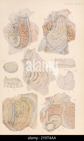 Die Britische Tunicata, London, 1905-12. Sea Squirts, Tunicata, diese Illustration zeigt eine Reihe detaillierter anatomischer Diagramme, die verschiedene Stadien und Strukturen eines bestimmten Meeresorganismus darstellen. Jeder beschriftete Abschnitt hebt die Besonderheiten hervor, mit komplizierten Texturen und Formen, die die Komplexität der Anatomie des Organismus offenbaren. Bemerkenswerte Elemente sind äußere Oberflächen mit unterschiedlichen Mustern und inneren Strukturen, die Verdauungs- oder Fortpflanzungsfunktionen suggerieren. Die Farbmarkierungen betonen verschiedene Aspekte der Anatomie und bieten Einblicke in die biologischen Prozesse des Organismus Stockfoto