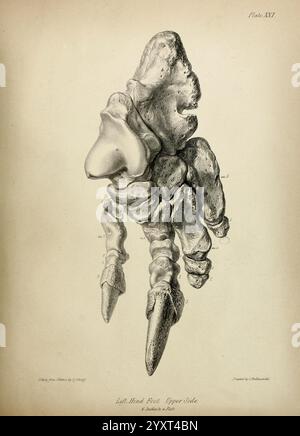 Beschreibung Skeleton ausgestorben gigantischer Sloth Mylodon robustus Owen Beobachtungen Megatherioid-Vierbeiner General London 1842.jpg, diese komplizierte Abbildung zeigt eine detaillierte anatomische Studie eines linken Hinterfußes und zeigt seine obere Seite. Der Fuß wird mit einem Schwerpunkt auf seiner Skelettstruktur dargestellt, wobei verschiedene Knochen und ihre Verbindungen hervorgehoben werden. Jede Komponente ist sorgfältig markiert, um Einblicke in die Morphologie des Fußes zu erhalten. Das künstlerische Rendering betont die einzigartigen Formen und Texturen der Knochen und trägt so zu einem tieferen Verständnis der Anatomie bei, die untersucht wird. T Stockfoto