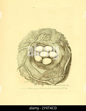 Harmonia ruralis, oder ein Essay zu einer Naturgeschichte der britischen Singvögel, London, gedruckt und verkauft vom Autor 1794-1796, England, Vögel, Eier, Nester, ausgezeichnete, bildliche Werke. Eine detailreiche Illustration eines Nestes, das mit Zweigen und Blättern aufwändig gewebt ist und eine Gruppe von fünf runden, hellen Eiern beherbergt. Das Nest ist in eine natürliche Umgebung eingebettet und zeigt die Texturen des umgebenden Laubs. Zarte Linien und Schattierungen unterstreichen die handwerkliche Verarbeitung des Nestes und die glatte Oberfläche der Eier und heben den ruhigen und pflegenden Aspekt des Vogellebens hervor. Die Gesamtzusammensetzung Stockfoto