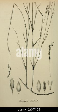 Arten, Graminum, Petropoli, Impensis, Academiae, Imperialis, Scientiarum, 1828-1836, Gramineae, Bildwerke, Gräser, eine Illustration der Pflanzenart Panicum strictum. Das Diagramm zeigt die langen Stämme und die charakteristischen Strukturen der Pflanze. Details umfassen verschiedene Phasen der Saatgutentwicklung, mit beschrifteten Figuren, die die verschiedenen Teile hervorheben: Die Spikelets, Glumes und Blumen. Die Gesamtanordnung bietet einen umfassenden Überblick über die Anatomie der Pflanze und betont ihre schlanke, aufrechte Wachstumsgewohnheit und die Form ihrer Blütenstrukturen. Stockfoto