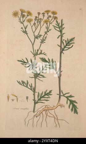 Flora Londinensis, oder Platten und Beschreibungen solcher Pflanzen, die wild in der Umgebung von London wachsen, gedruckt und verkauft von dem Autor und B. White, 1777. 18. Jahrhundert, botanische Illustration, Botanik, England, Stiche, Kräuter, London, Pflanzen, Stämme, Blätter, Blumen, die Abbildung zeigt eine detaillierte botanische Studie der Pflanze *Senecio vulgaris*, allgemein bekannt als Grundierung. Es zeigt mehrere Blütenstängel, die aus einem zentralen Wurzelsystem entstehen. Die Pflanze zeichnet sich durch ihre gezackten, gezackten Blätter aus, die abwechselnd entlang des Stängels angeordnet sind. Kleine, gelbe Cluster Stockfoto